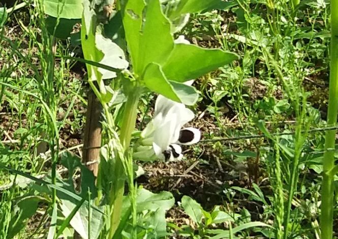 bloesem van tuinboon