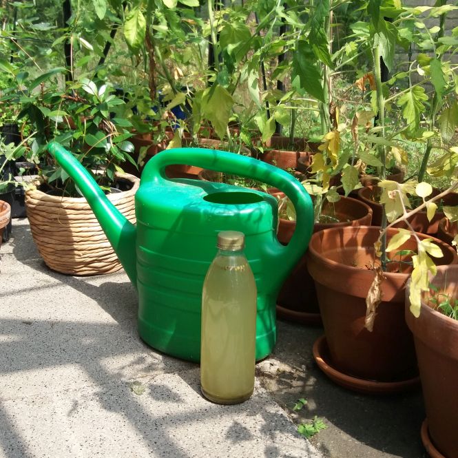 Gieter en fles met smeerwortelgier tegen achtergrond van tomatenplanten