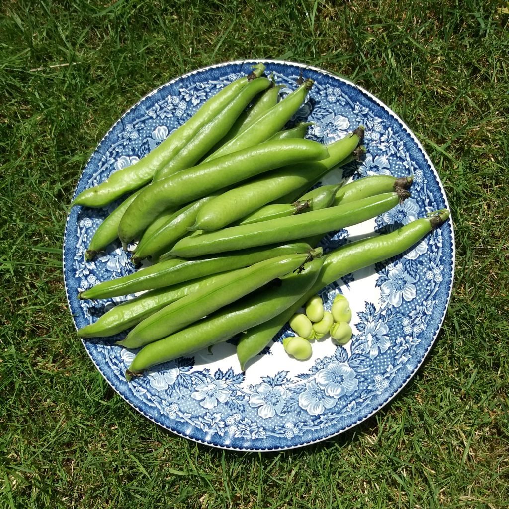 Bord met ongedopte en gedopte tuinbonen.