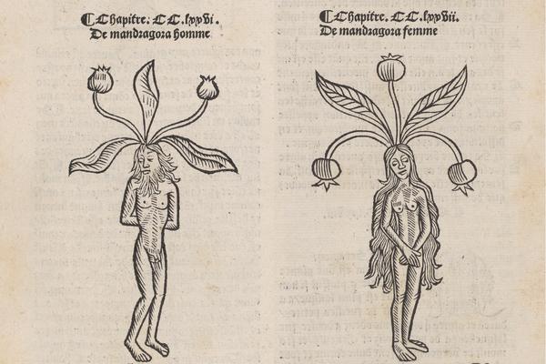 Houtsnede mandragora mannetje en vrouwtje