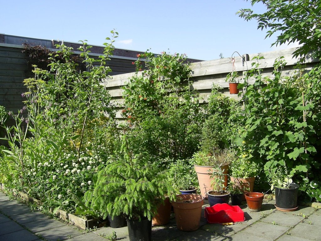 Foto van de tuin met appelboom, aalbessen en bloeiende planten, zomer 2012