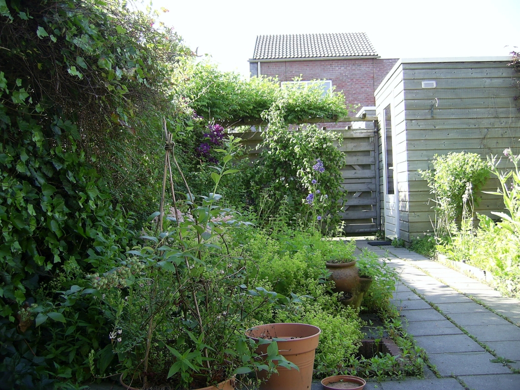 Foto van de tuin met zicht op het kruidenbed en een bosbes in een pot, zomer 2012