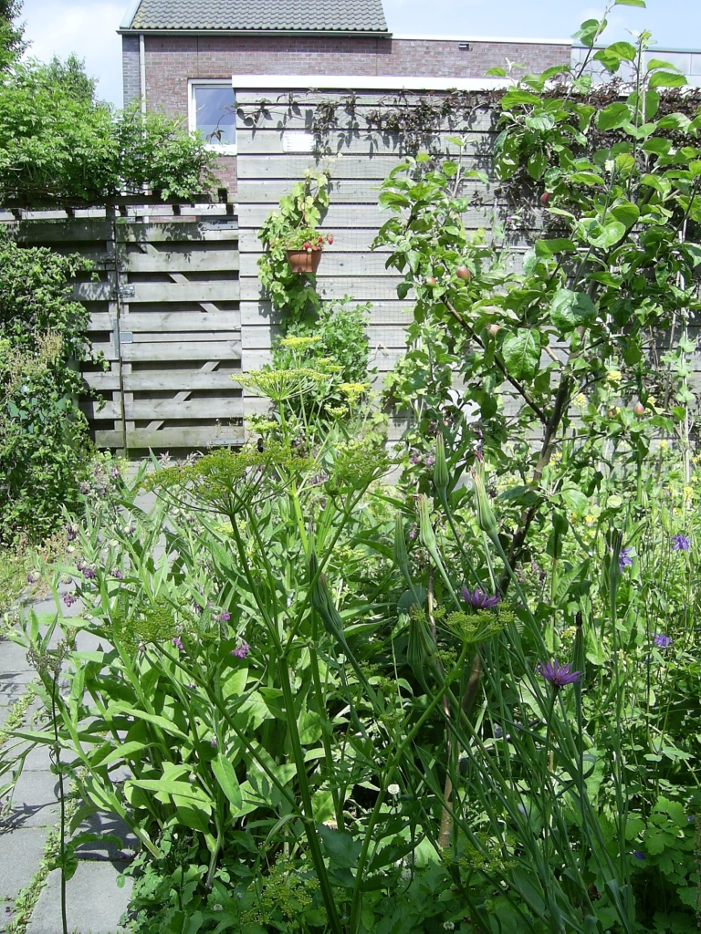 Foto van de tuin met appelboom in vrucht met bloeiende planten, zomer 2013