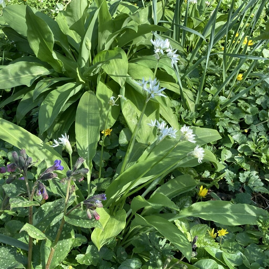 Foto van daslook en gevlekt longkruid tegen een achtergrond van speenkruid, kruipende boterbloem en narcis